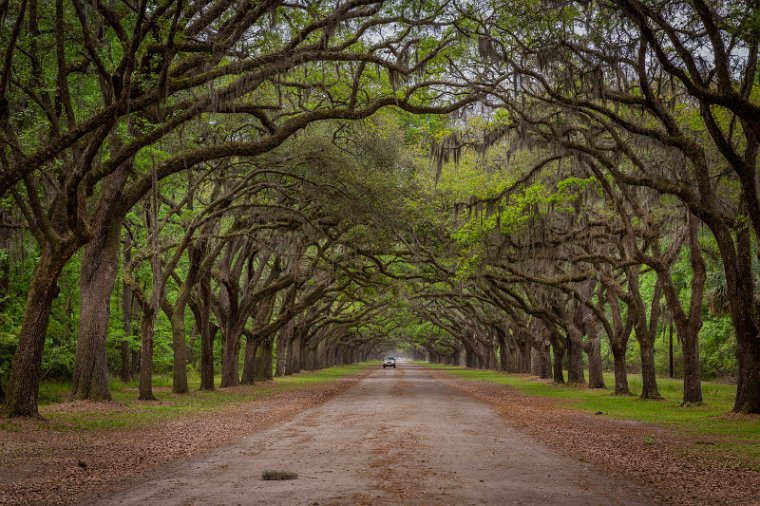 079 Wormsloe Historic District.jpg